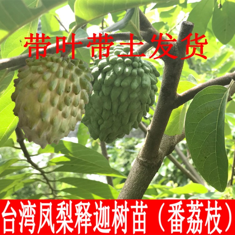 臺(tái)灣鳳梨釋迦果樹苗釋迦苗番荔枝苗 賴球果佛頭果 釋迦果 嫁接苗