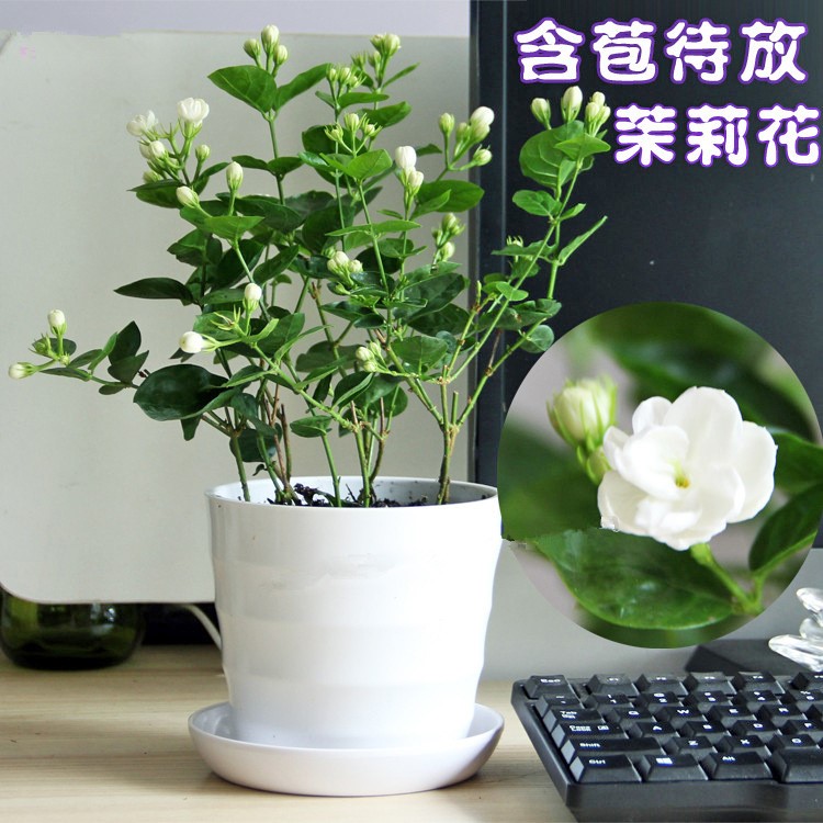 茉莉花苗盆栽重瓣白雙色茉莉苗種子虎頭茉莉綠植菊花盆栽筆尖天麻