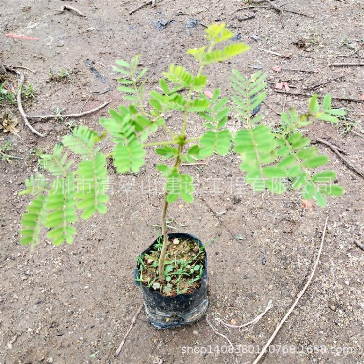 厂家直销凤凰木苗庭院观花绿化树红花楹树批发花卉种苗