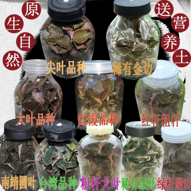 金線蓮 苗種苗瓶苗壯種植福建南靖尖葉品種紅霞臺灣大葉圓葉盆栽