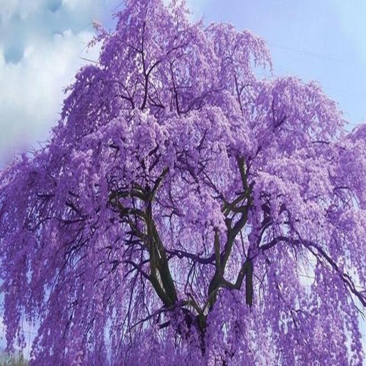 藍花楹樹苗 鳳凰木苗庭院綠化 鳳凰木樹苗 藍花楹苗藍花楹小苗