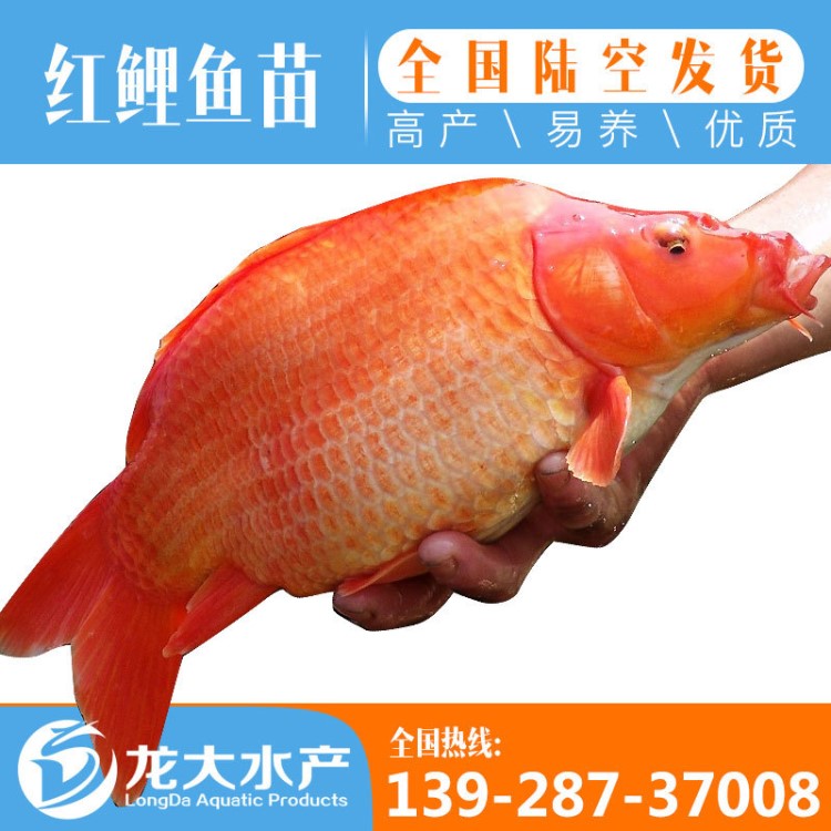 【基地直供 價格更優(yōu)】紅鯉魚苗批發(fā) 魚花 成活率高