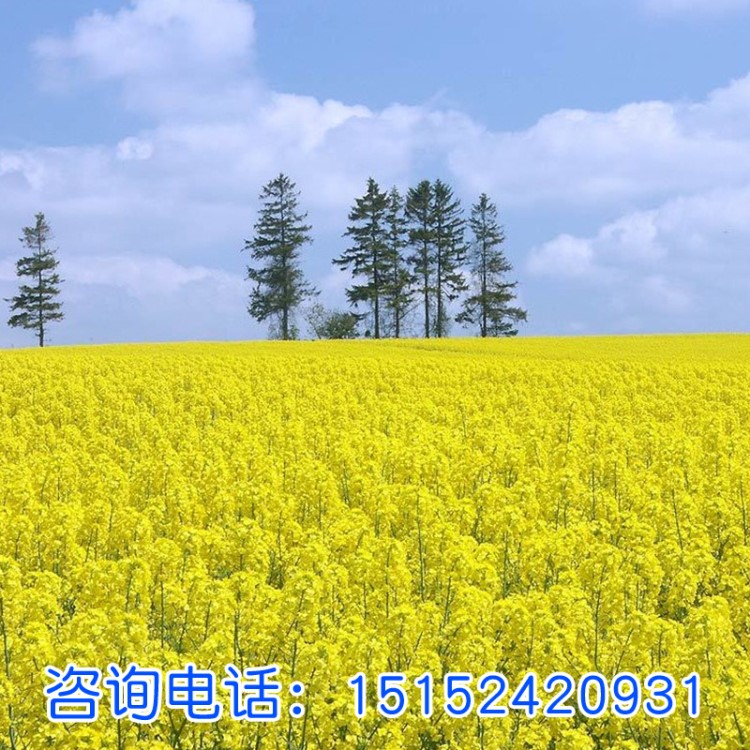 油菜籽批發榨油觀賞油菜花種子榨油原料菜籽種子非轉基因蔬菜