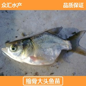 廠家直銷 縮骨大頭魚苗 縮骨鳙魚苗  縮骨魚苗 縮骨大頭魚養(yǎng)殖