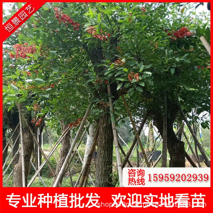 供應雞冠刺桐米徑25公分價格 漳州雞冠刺桐袋苗地苗移植苗