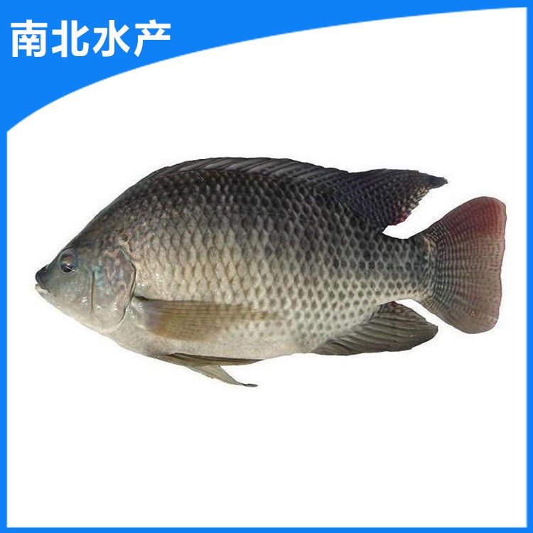 全國供應羅非魚苗 奧尼魚苗 雜交奧尼魚苗 福壽魚魚苗