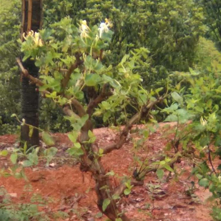 爬藤攀援植物金銀花小苗  金銀花 庭院栽植綠化苗 湖南苗圃直