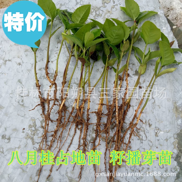 廣西桂花苗 八月桂芽苗 湖北金桂芽苗 籽播桂花小苗 丹桂小苗