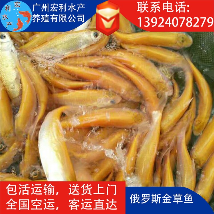 【特種魚苗】金草魚苗 金鯇魚苗 金色大頭魚苗 金鳙魚苗 紅鯉魚苗