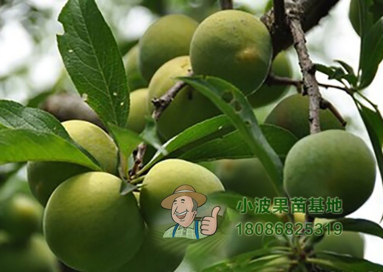 蜂糖李子樹苗里有賣 貴州安順蜂蜜李子樹苗 紅心李子樹苗價格