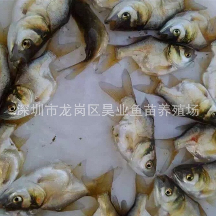 大量供應(yīng)批發(fā)淡水養(yǎng)殖 縮骨大頭魚 魚苗 價格實惠胖頭魚