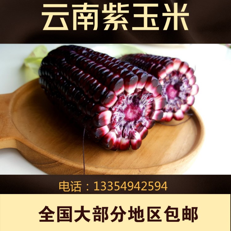 批發(fā)云南玉米 紫玉米又名黑玉米 色澤顆粒飽滿