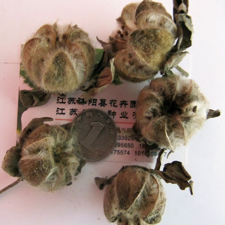 木芙蓉種子批發(fā)新采芙蓉花種子 長期開花可孤植 叢植于墻邊棉花