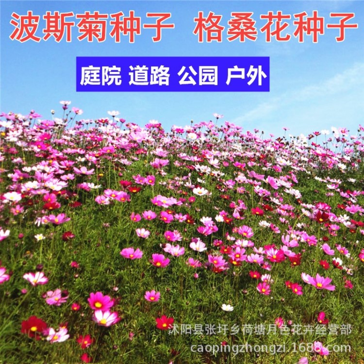 波斯菊種子 多種野花組合種子 花卉景觀花海種子格?；ú莼ǚN子