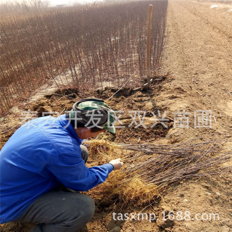 当年花椒树苗批发 大红袍花椒树苗 青椒树苗种植 花椒小苗价格