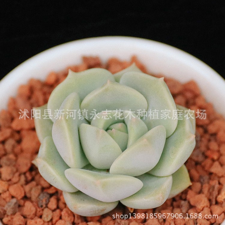 多肉植物批發 白牡丹 肉肉植物3-5cm  室內綠植盆栽