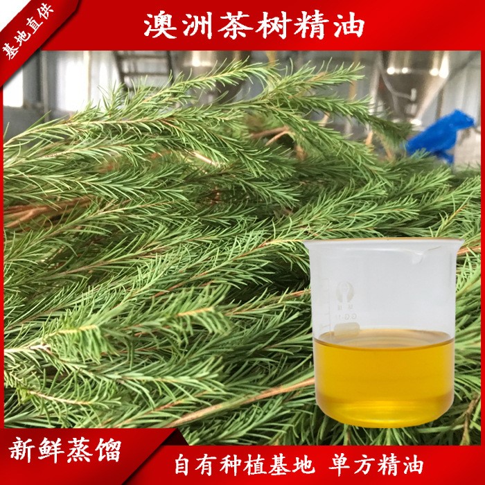 播芳香草茶樹精油天然茶樹精油單方精油茶樹油量大優(yōu)惠歡迎拿