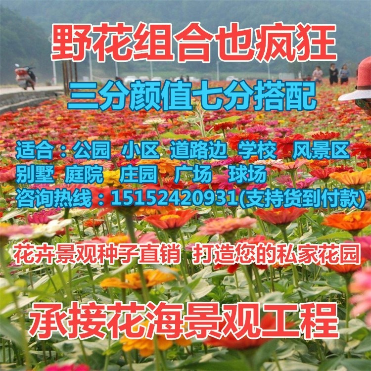 花卉波斯菊種子 草花組合種子 野花組合 百日草 格?；ǚN子