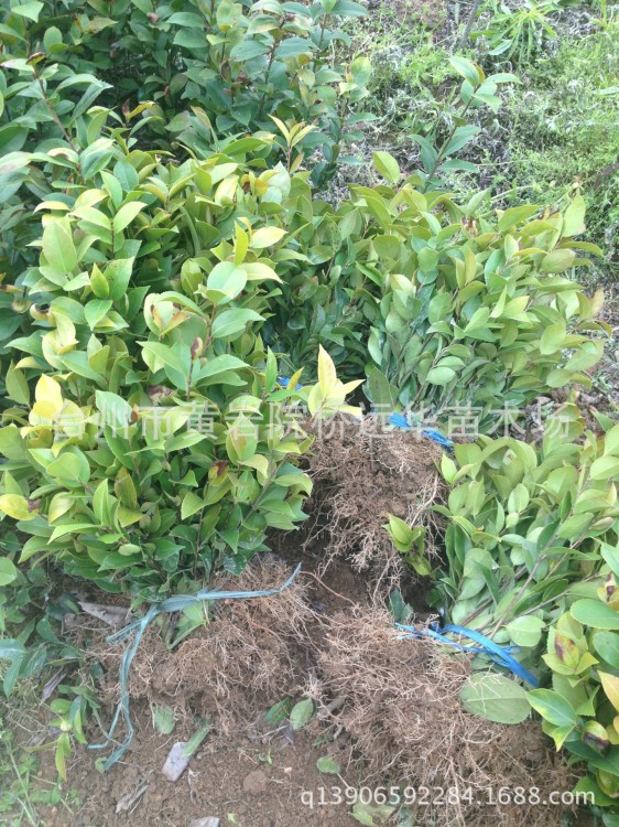 赤丹茶花小苗 绿化苗 盆栽花卉 五色茶花苗40 公分上左右规格齐