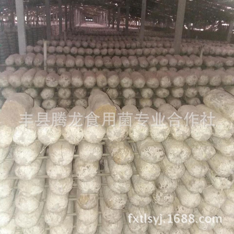 香菇木耳金針菇平菇栽培袋菌袋23cm透氣透明批發(fā)聚乙烯【圖】