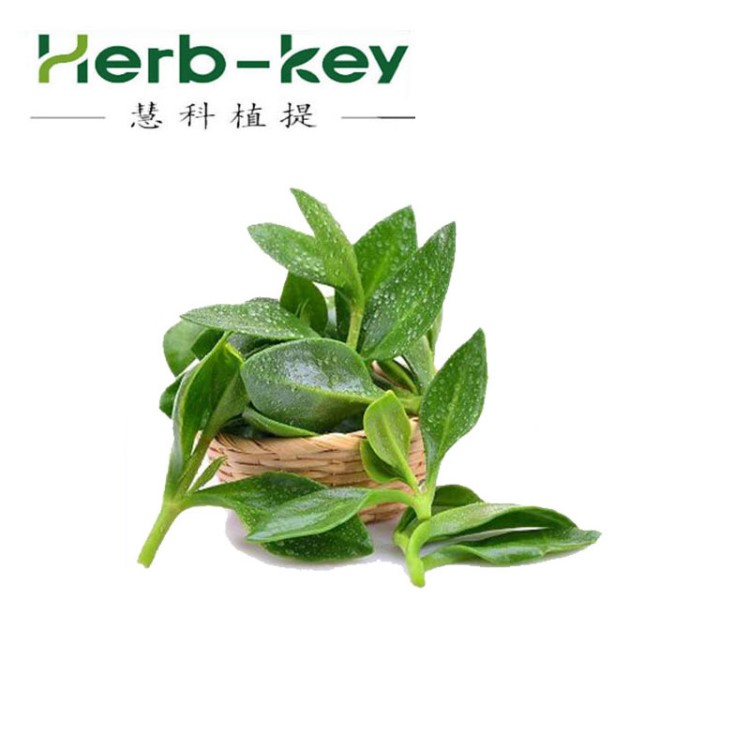 陜西慧科 穿心蓮提取物 穿心蓮內酯 廠家貨源  1.5噸現貨供應
