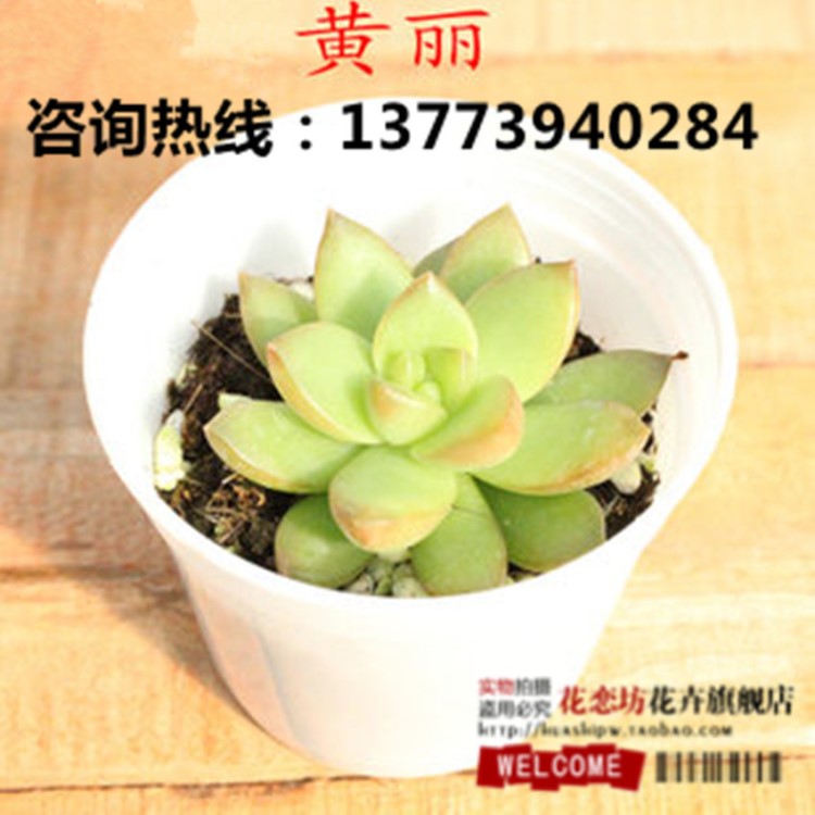 【黃麗】多肉植物 肉肉組合 花卉盆栽 易養(yǎng)護(hù) 綠植盆栽