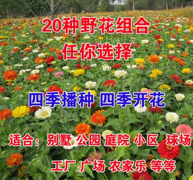 批發花種子野花組合種子別墅庭院花雛菊滿天星種子野花組合包郵