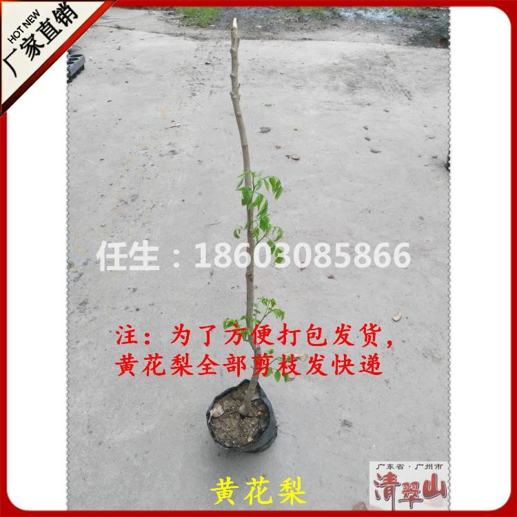 廠家直銷海南黃花梨樹苗剪枝發(fā)貨品質(zhì)批發(fā)花卉種苗