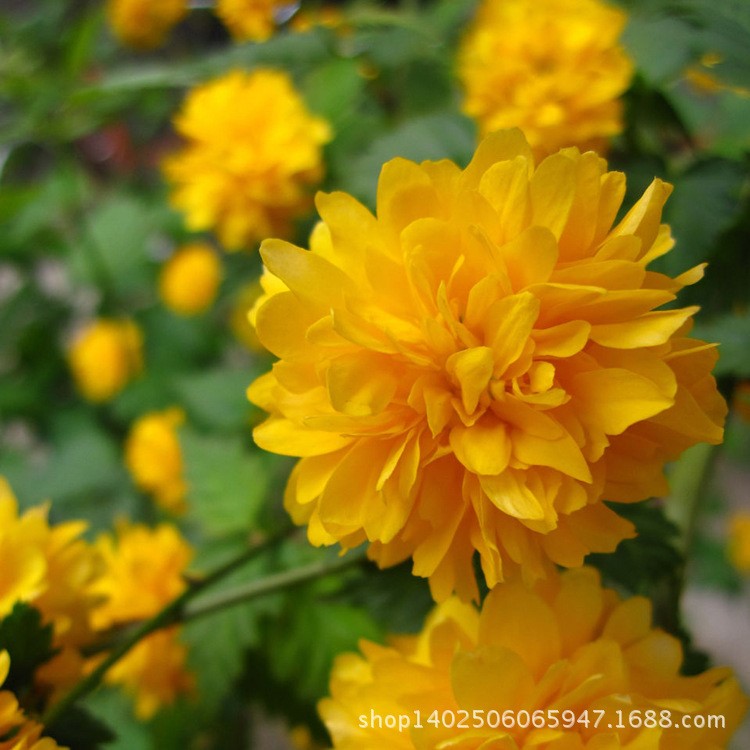 棣棠 灌木類蜂棠花 黃度梅 規(guī)格