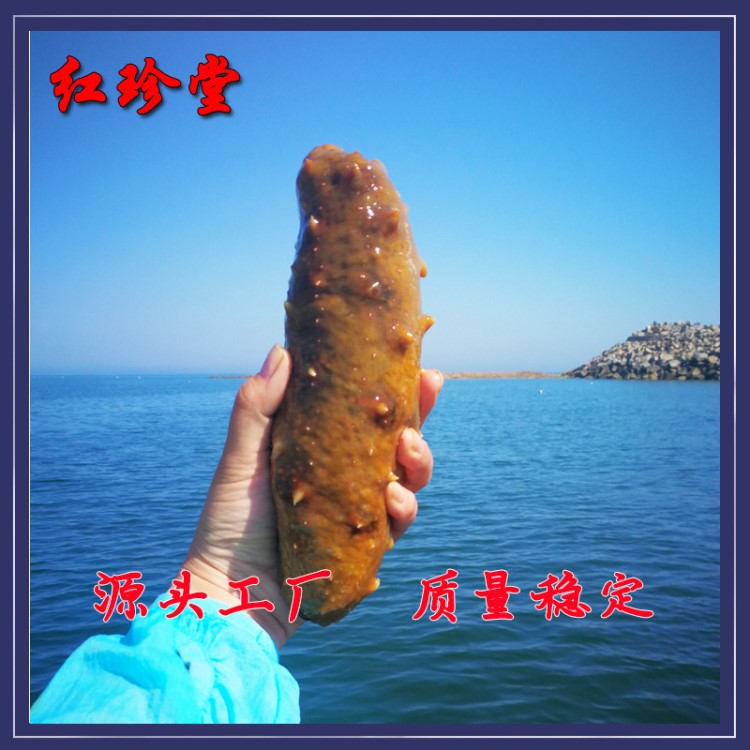 一手海參貨源 加工廠海參直銷大連即食海參批發(fā) 大量庫存