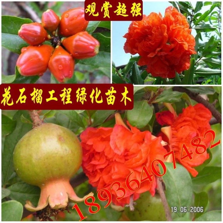 批發(fā)石榴苗 花石榴 牡丹石榴 紅如意大石榴 品種果樹苗