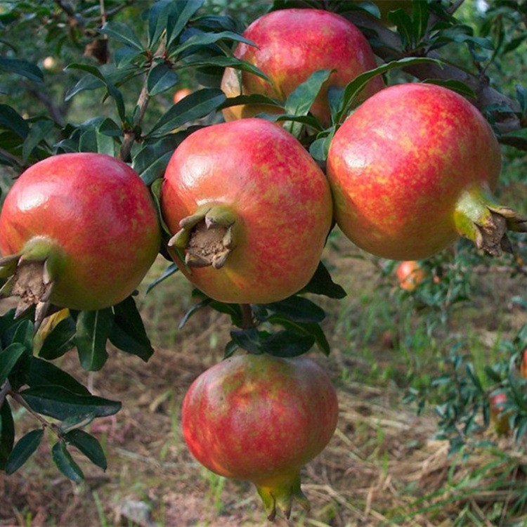 石榴樹苗突尼斯室內盆栽地栽大紅袍河陰南方北方種植當年結果