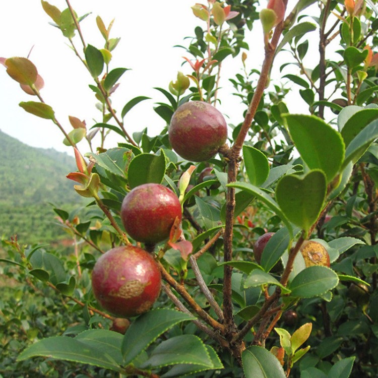 嫁接果苗出售 岑溪软枝油茶苗 油茶树苗 结果早产量高 园林果树苗