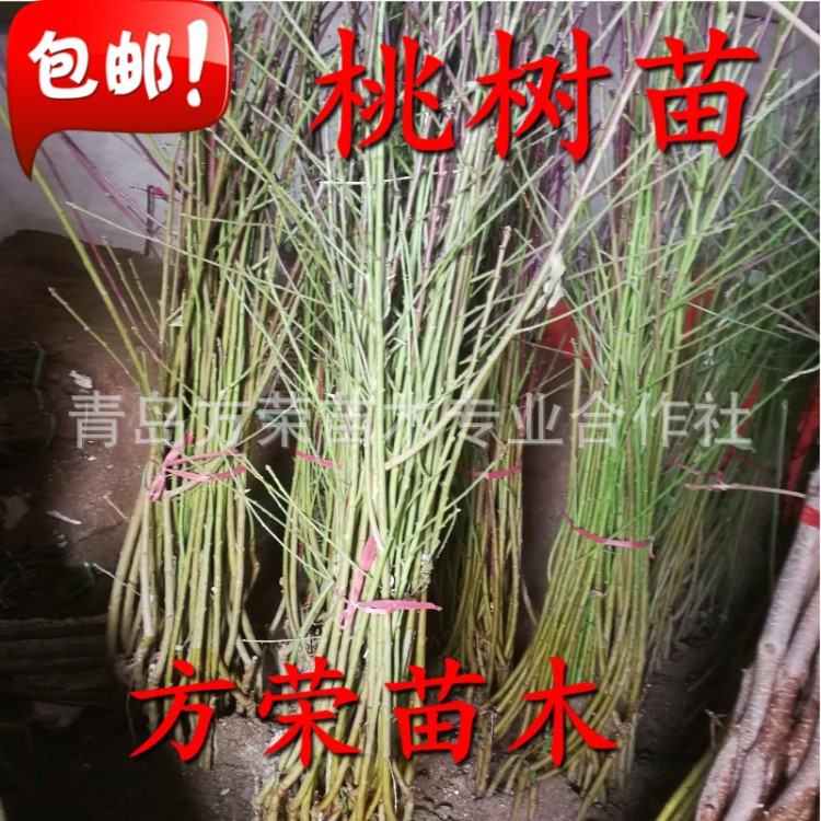 桃樹苗 龍豐油桃樹苗 貨真價實