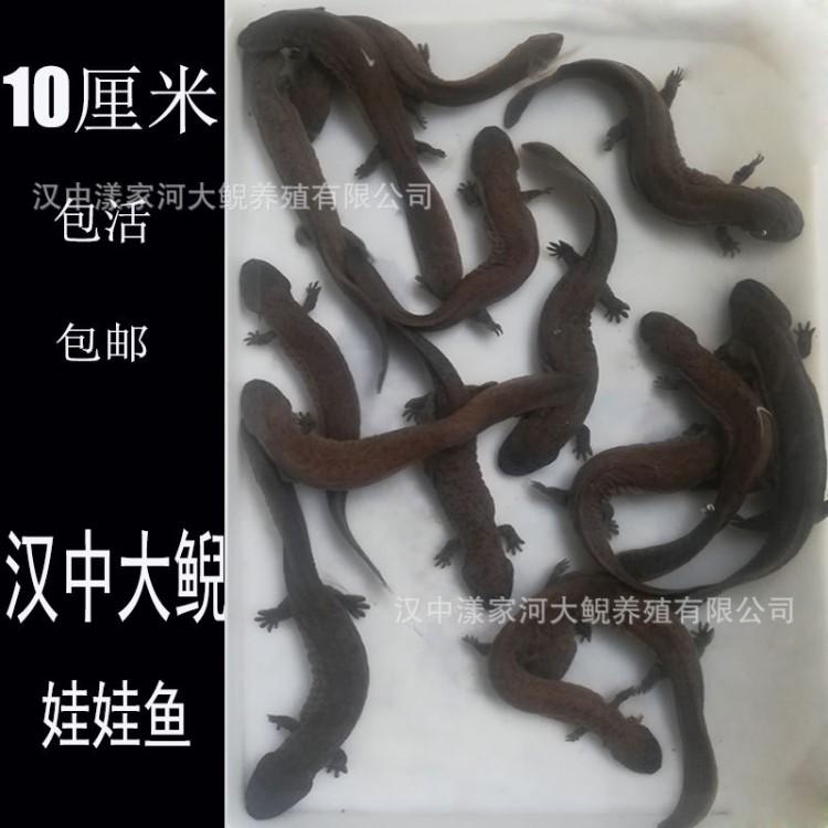 【包活】10厘米娃娃魚活體魚苗寵物魚缸觀賞大鯢幼苗批發(fā)