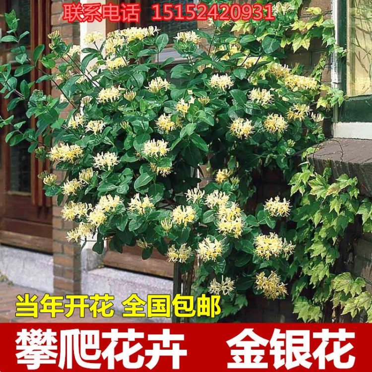 金銀花盆栽室內客廳四季花卉庭院陽臺種植爬藤攀援植物樹苗可食用