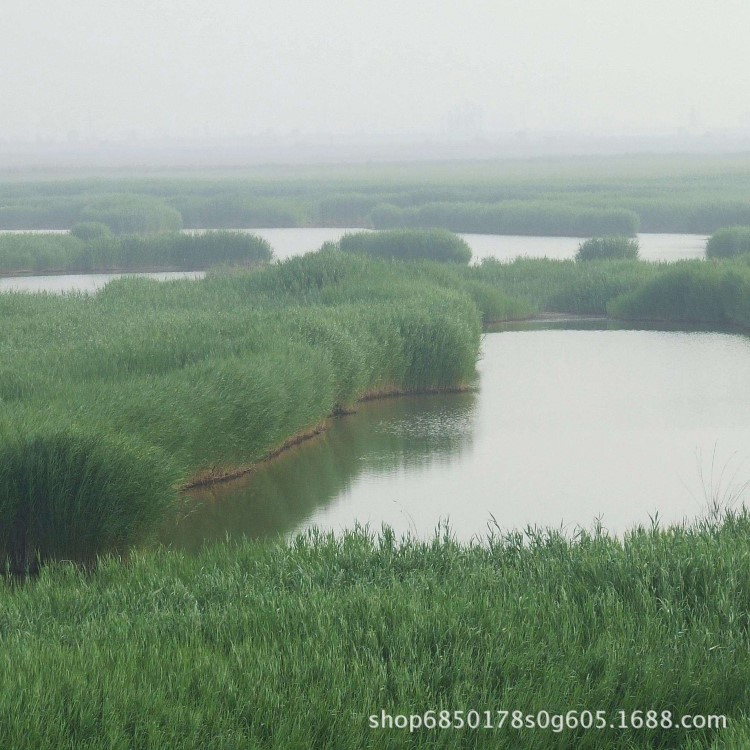 蘆葦苗產(chǎn)地批發(fā)價(jià)格 多年生濕生水生植物 人工濕地主要高大禾草