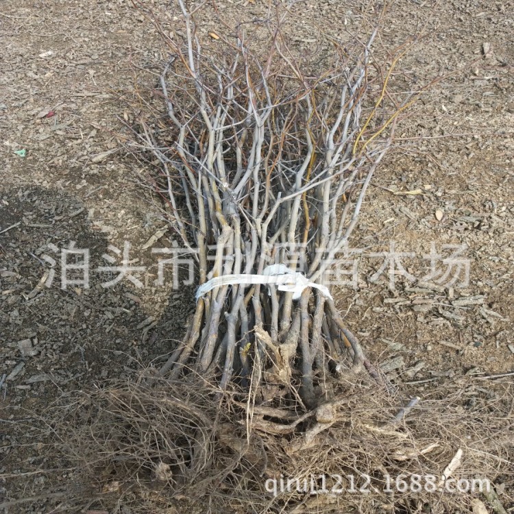 泊頭市利源苗木場大量批發(fā)銷售地徑3-5公分棗樹苗棗苗20萬株