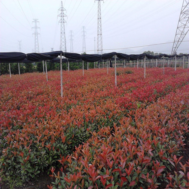 紅葉石楠小苗庭院綠化苗木高桿樹苗綠化植物綠色植物工程苗紅羅賓