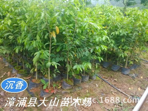 沉香樹苗　沉香大杯苗　苗木　綠化苗木