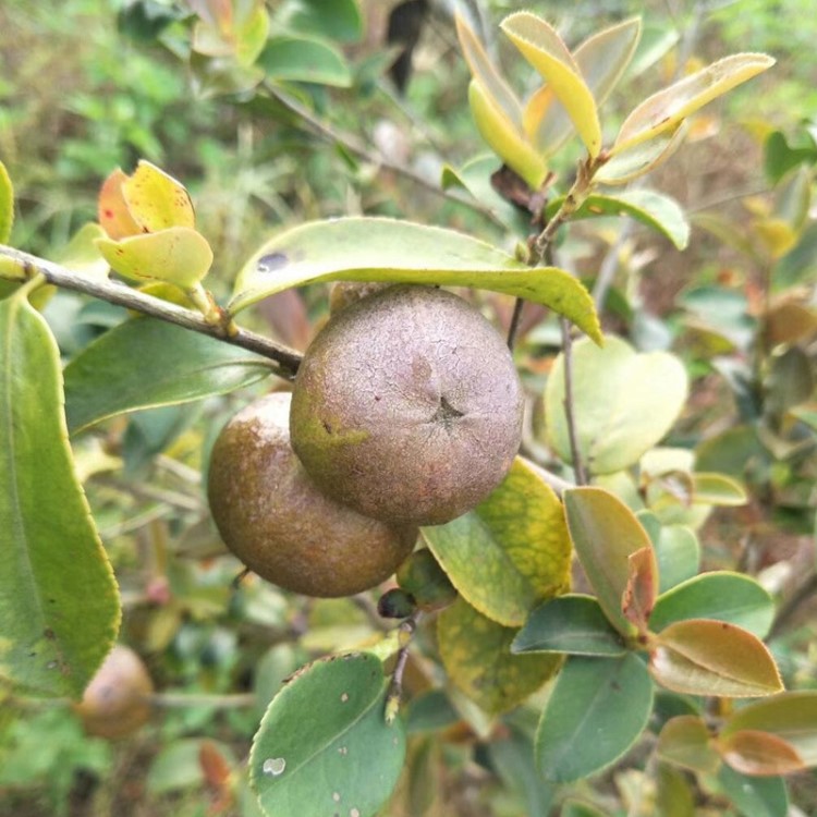 果樹苗 大果紅花油茶苗 茶籽樹苗 嫁接果苗 果大且產(chǎn)量高