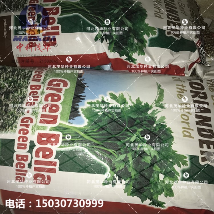 中科茂華蔬菜種子批發(fā)三天出芽香菜種分裝意大利香菜