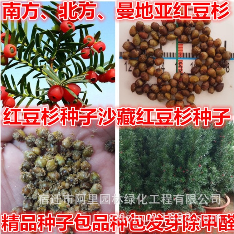 沙藏2年南方紅豆杉種子 北方 東北 曼地亞紅豆杉種子 包發(fā)芽