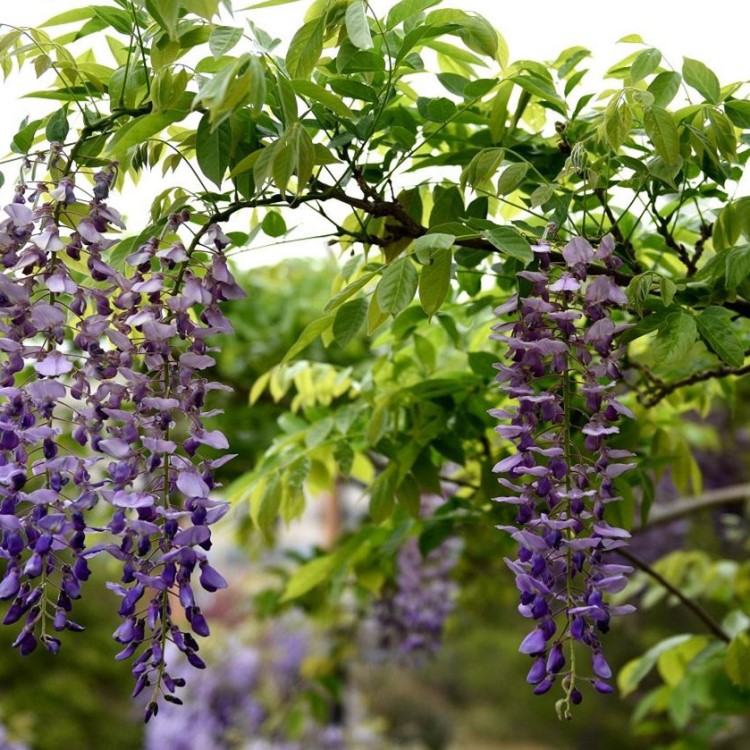 供應(yīng)紫藤樹 西安庭院苗木種植基地 批發(fā)紫藤花小苗