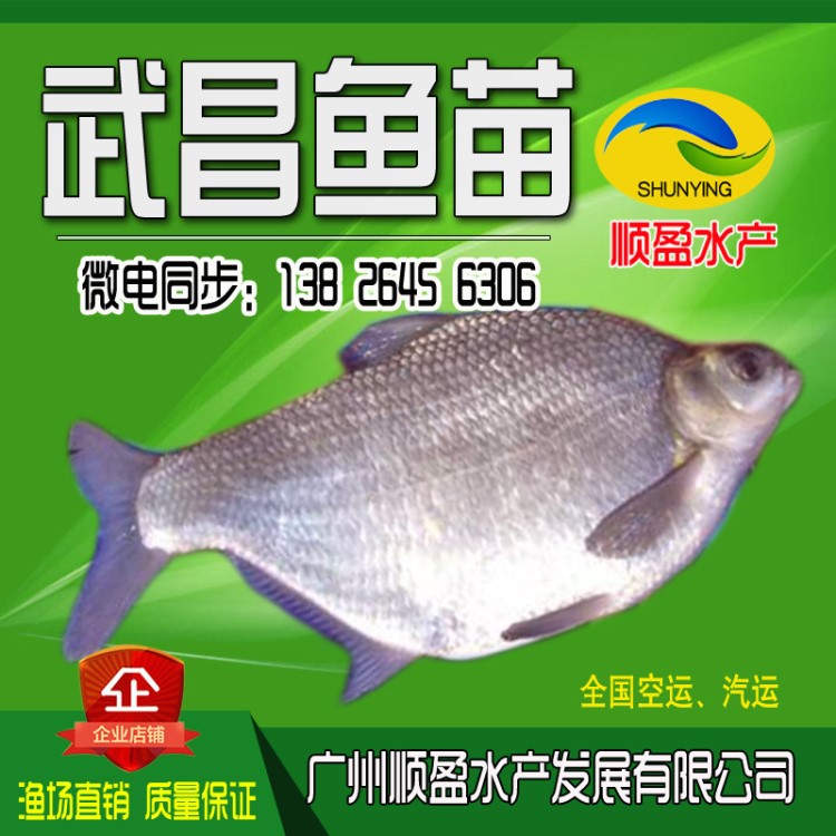 廠家批發(fā) 武昌魚魚苗 團(tuán)頭魴 三角鳊魚苗  鳊魚苗 邊魚苗免運費