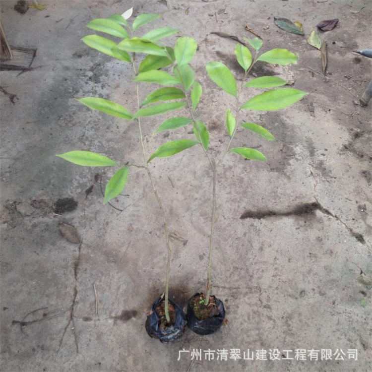 廠家直銷土沉香樹苗名貴木材樹沉香苗批發(fā)花卉種苗