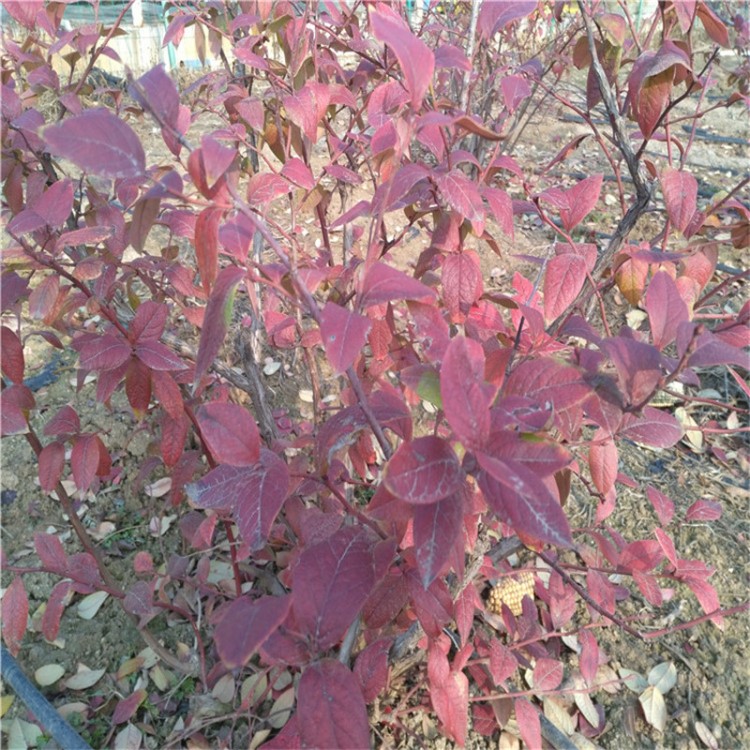 低价格供应蓝莓树苗   蓝莓树苗种植季节    蓝莓树苗品种有些.