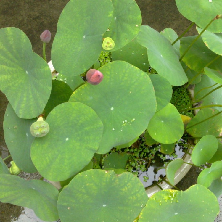 供應景區盆栽小型荷花  碗蓮批發池塘造景   大量現貨開花