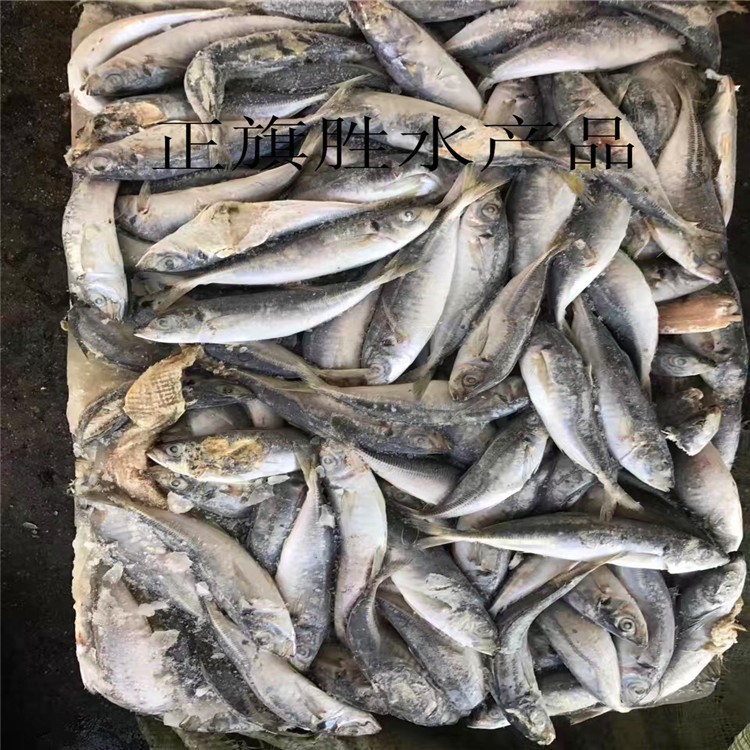 巴浪魚 飼料魚