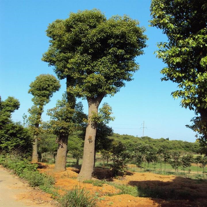 香樟樹 低價出售 大量批發(fā)綠化工程苗木 香樟樹 價優(yōu)